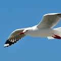 Gull bird sky swing fly-Animal Photo HD Wallpaper Wallpaper 1920x1200[10wallpaper.com]
